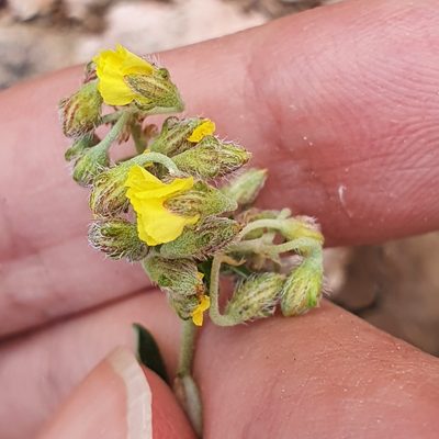 Helianthemum rotundifolium, photographed by Mehdi Chetibi