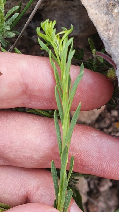 Anarrhinum pedatum, photographed by Mehdi Chetibi
