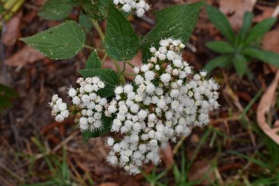 Ageratina vernalis, photographed by Neptalí Ramírez Marcial