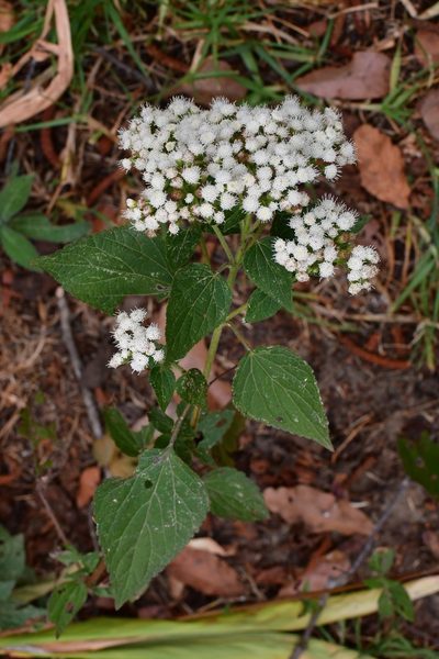 Ageratina vernalis, photographed by Neptalí Ramírez Marcial