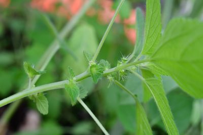 Acalypha mexicana, photographed by Neptalí Ramírez Marcial