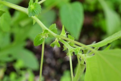 Acalypha mexicana, photographed by Neptalí Ramírez Marcial