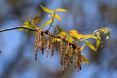 Quercus acatenangensis, photographed by Neptalí Ramírez Marcial