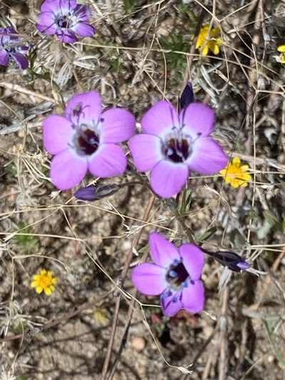 Gilia latiflora, photographed by Leah Gardner