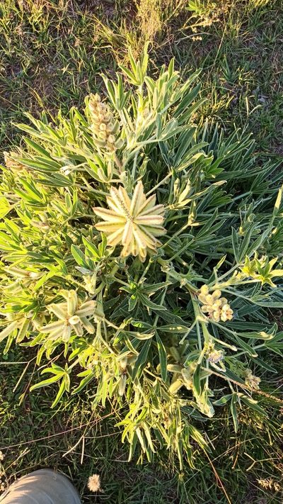 Lupinus lanatus, photographed by Carol Fontes