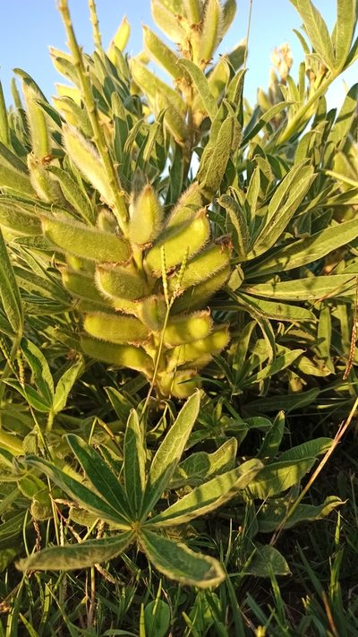 Lupinus lanatus, photographed by Carol Fontes