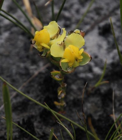 Ceratandra harveyana, photographed by Tony Rebelo