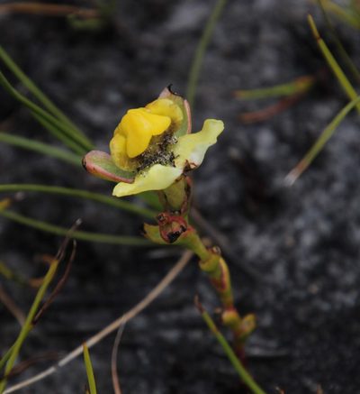 Ceratandra harveyana, photographed by Tony Rebelo