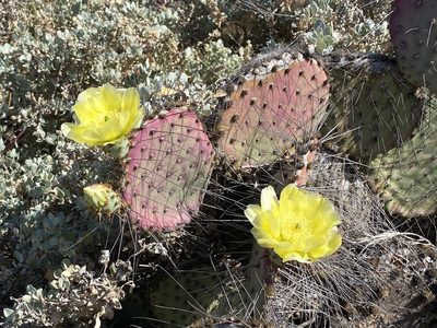 Opuntia gosseliniana, photographed by Sue Carnahan