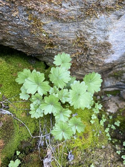 Suksdorfia ranunculifolia, photographed by Matt Berger
