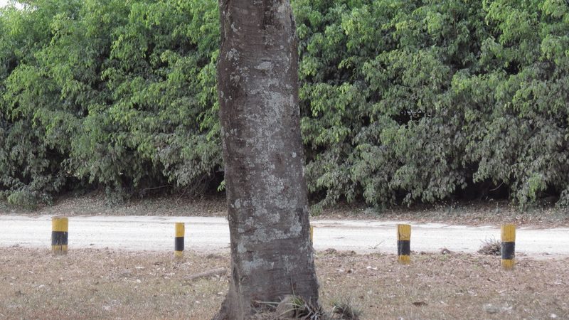Cassia grandis, photographed by maryury