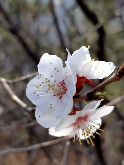 Prunus sibirica, photographed by zhangshen