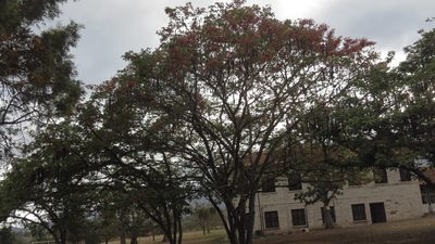 Cassia grandis, photographed by maryury