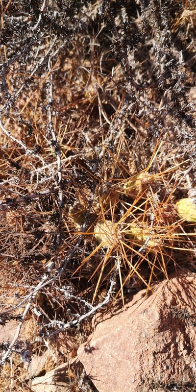 Maihueniopsis crassispina, photographed by Darío De la Fuente