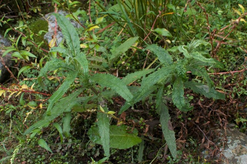 Erechtites minimus, photographed by Jon Sullivan