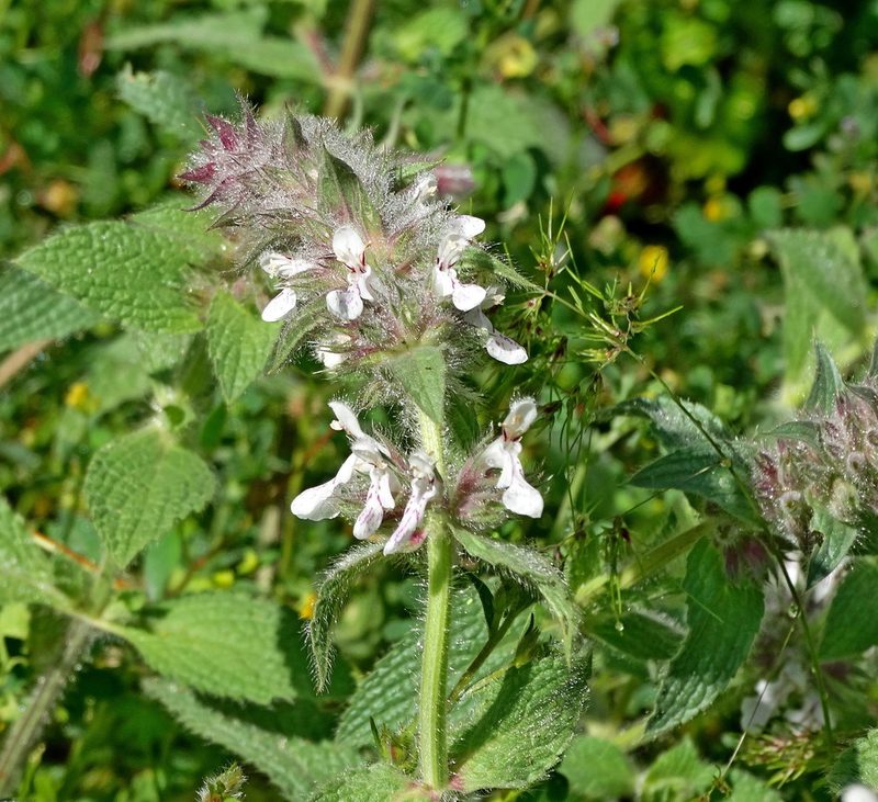 Stachys plumosa, photographed by Kostas Zontanos