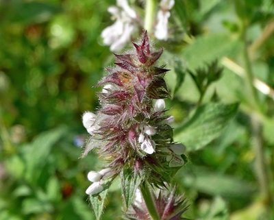 Stachys plumosa, photographed by Kostas Zontanos
