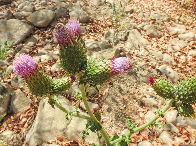 Cirsium mexicanum, photographed by Matteo Cassella