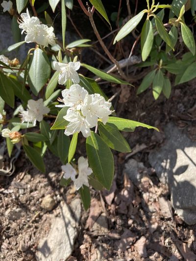 Rhododendron minus, photographed by evangrimes