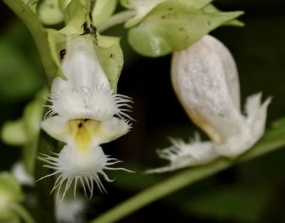 Drymonia lanceolata, photographed by desertnaturalist
