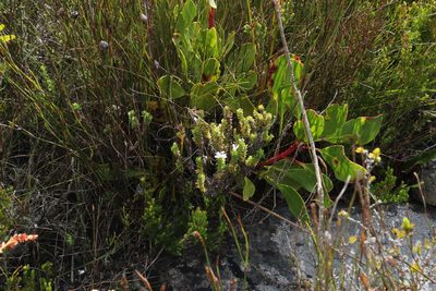 Osmitopsis parvifolia, photographed by Tony Rebelo