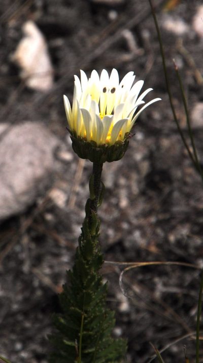 Osmitopsis glabra, photographed by Tony Rebelo