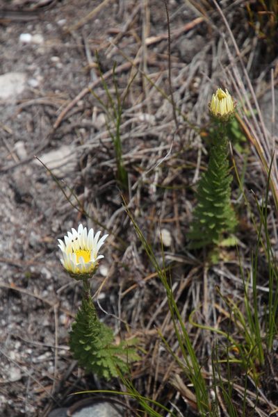 Osmitopsis glabra, photographed by Tony Rebelo