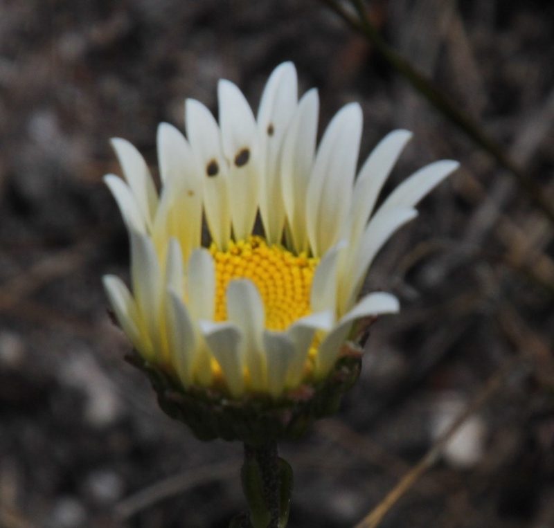 Osmitopsis glabra, photographed by Tony Rebelo