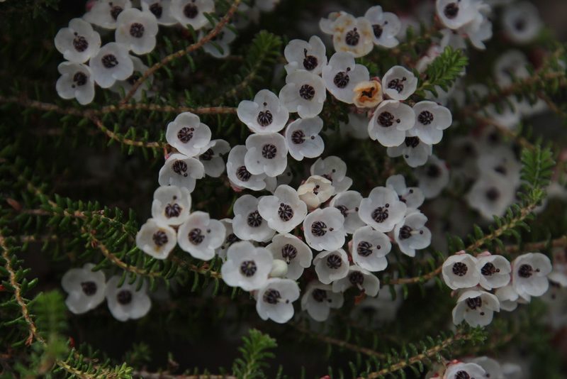 Erica corydalis, photographed by Tony Rebelo