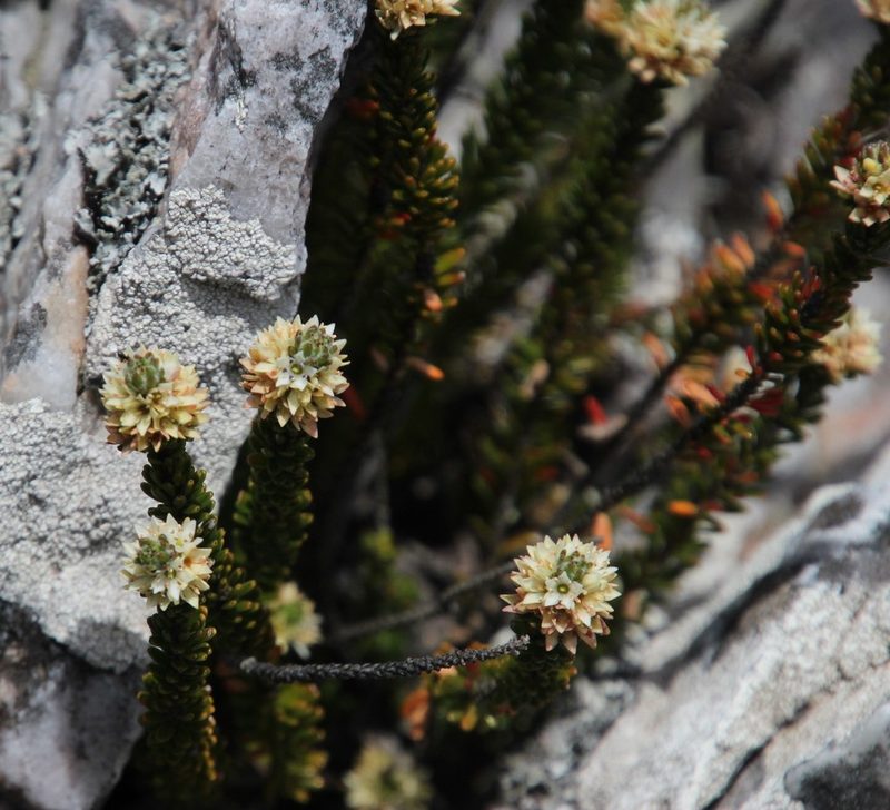 Linconia cuspidata, photographed by Tony Rebelo