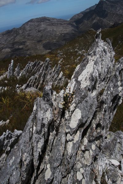 Linconia cuspidata, photographed by Tony Rebelo