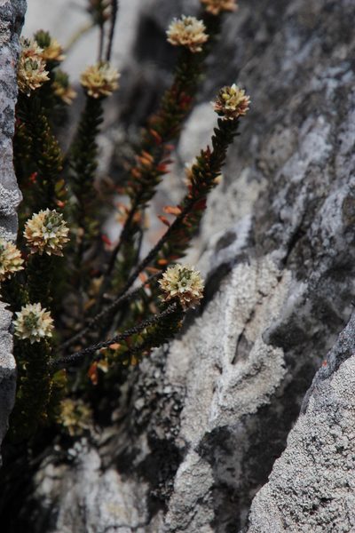 Linconia cuspidata, photographed by Tony Rebelo
