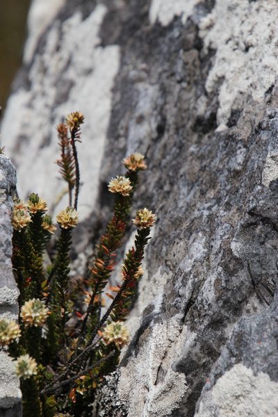 Linconia cuspidata, photographed by Tony Rebelo