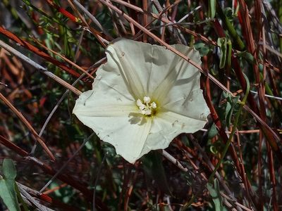 Calystegia peirsonii, photographed by Daniel S.