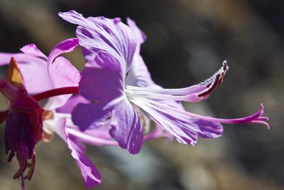 Clarkia breweri, photographed by Ken-ichi Ueda
