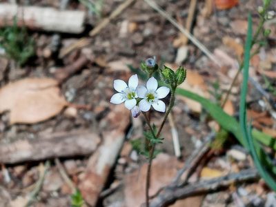 Gilia angelensis, photographed by Daniel S.