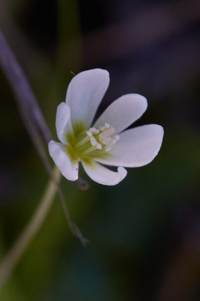 Meconella oregana, photographed by Ken-ichi Ueda