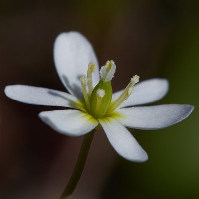 Meconella oregana, photographed by Ken-ichi Ueda