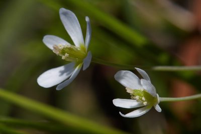 Meconella oregana, photographed by Ken-ichi Ueda