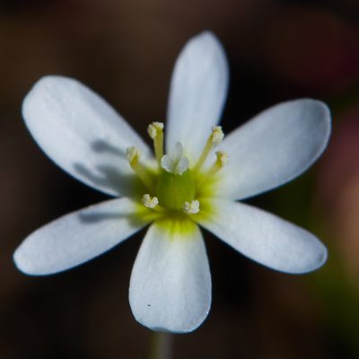 Meconella oregana, photographed by Ken-ichi Ueda