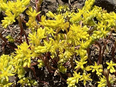 Sedum pumilum, photographed by rappman
