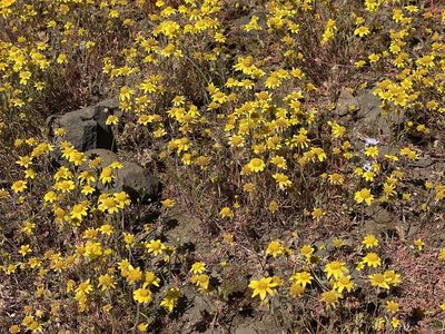 Lasthenia californica, photographed by rappman