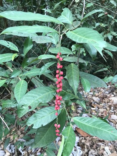 Coccoloba acuminata, photographed by Aitor