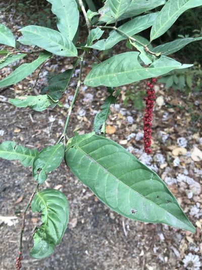 Coccoloba acuminata, photographed by Aitor