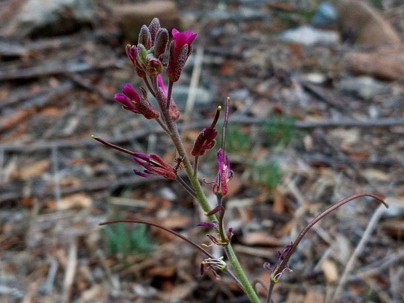 Boechera arcuata, photographed by Daniel S.