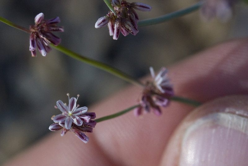 Eriogonum covilleanum, photographed by Ken-ichi Ueda