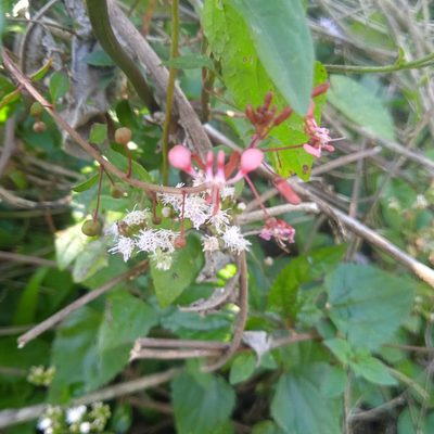 Lopezia racemosa, photographed by José Manuel Macotela Cruz