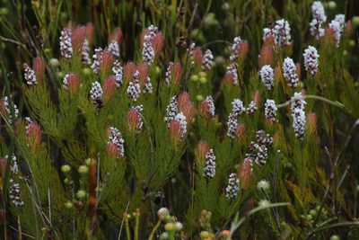 Spatalla mollis, photographed by Tony Rebelo