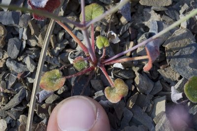 Eriogonum covilleanum, photographed by Ken-ichi Ueda