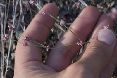 Eriogonum covilleanum, photographed by Ken-ichi Ueda